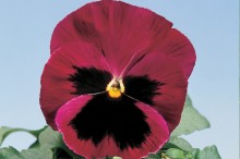 img-1: Виола крупноцветковая Экстрада Роуз Шейдс Блотч  [1000 шт] - ООО «Семена Тут»