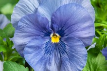 img-1: Виола крупноцветковая Селло Лайт Блю [1000 шт] - ООО «Семена Тут»