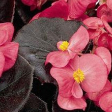 Бегония вечноцветущая Сенатор Роуз  [100 драже] - ООО «Семена Тут»