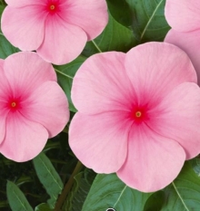 Катарантус Пацифика Блаш [100 шт] - ООО «Семена Тут»