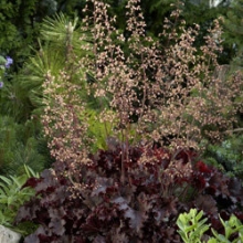 img-1: Гейхера Мелтинг Файр [1000 драже] - ООО «Семена Тут»