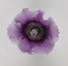 Глоксиния Импресс Лавендер Биколор [1000 драже] - ООО «Семена Тут»