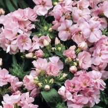 Флокс друммонди Промис Пинк [100 шт] - ООО «Семена Тут»