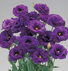 Эустома Супер Мэджик Дип Блю  [250 шт] - ООО «Семена Тут»