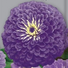 Цинния изящная Лавендер - ООО «Семена Тут»