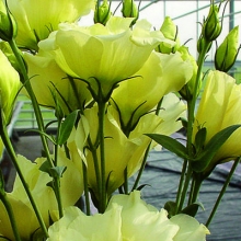 Эустома Супер Мэджик Еллоу [1100 драже] - ООО «Семена Тут»