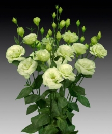 Эустома Супер Мэджик Лайт Грин [250 шт] - ООО «Семена Тут»