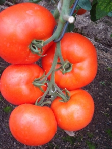 Томат Женарос F1 - ООО «Семена Тут»