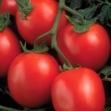 Томат Перфектпил F1 - ООО «Семена Тут»