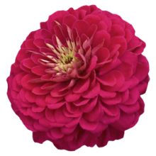 Цинния Гиганты Бенари Вайн [1000 шт] - ООО «Семена Тут»