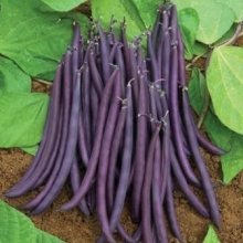 Фасоль овощная Румба - ООО «Семена Тут»