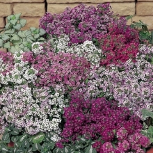 img-1: Алиссум Мэджик циклес микс - ООО «Семена Тут»