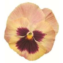 Виола крупноцветковая Экстрада Пич Шейдес Блотч  [100 шт] - ООО «Семена Тут»