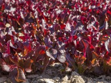 Салат Диаблотин - ООО «Семена Тут»