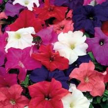 Петуния грандифлора Лимбо Джи Пи Микс [1000 драже] - ООО «Семена Тут»