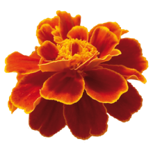 img-1: Бархатцы отклоненные Сафари Скарлет [1000 шт] - ООО «Семена Тут»