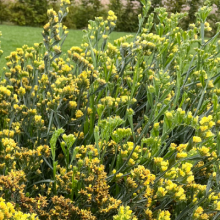 Статица Хипстер Еллоу [1000 шт] - ООО «Семена Тут»