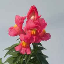 Львиный зев Снэппи Роуз [1000 шт] - ООО «Семена Тут»