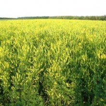 Донник желтый Альшеевский - ООО «Семена Тут»