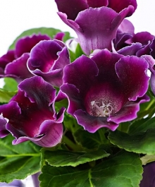 Глоксиния Импресс Парпл [250 драже] - ООО «Семена Тут»