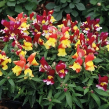 Львиный зев Снэппи Триколор Микс [1000 шт] - ООО «Семена Тут»