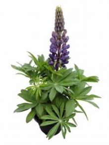 img-1: Люпин Люпини Блю Шейдес [1000 шт] - ООО «Семена Тут»