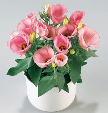 Эустома Кармен Роуз [100 драже] - ООО «Семена Тут»