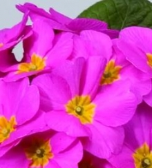 Примула Орион Пинк [250 шт] - ООО «Семена Тут»