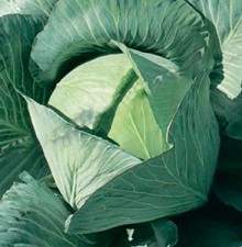 Капуста белокочанная Купидон F1 - ООО «Семена Тут»