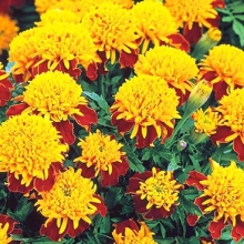 Бархатцы отклоненные махровые Тайгер Айс - ООО «Семена Тут»