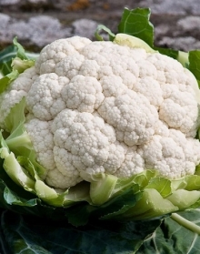 Капуста цветная Альфа - ООО «Семена Тут»