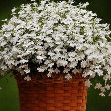 Лобелия плетистая Белый фонтан - ООО «Семена Тут»