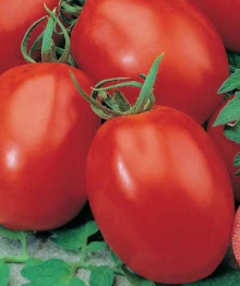 Томат Аделина (инкруст. семена) - ООО «Семена Тут»