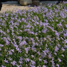 img-1: Лаурентия Джемини Блю [1000 драже] - ООО «Семена Тут»