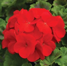 Пеларгония зональная Пинто Премиум Оранж [1000 шт] (инкруст. семена) - ООО «Семена Тут»