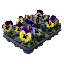 img-2: Виола крупноцветковая Инспайер Плюс Блюберри Лемон [50 шт] - ООО «Семена Тут»