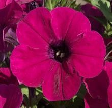 Петуния мультифлора Аморе Мио Виолет [1000 драже] - ООО «Семена Тут»