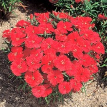 Гвоздика китайская Карпет Файер [500 штук] - ООО «Семена Тут»