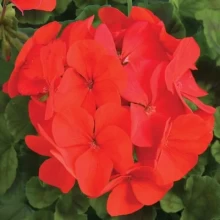 Пеларгония зональная Ринго 2000 Дип Ред [100 шт] - ООО «Семена Тут»