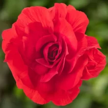 Бегония клубневая Лимитлесс Дарк Ред [250 драже] - ООО «Семена Тут»