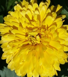 Календула пацифик Бьюти лемон - ООО «Семена Тут»