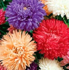 Астра королевский размер Смесь окрасок - ООО «Семена Тут»