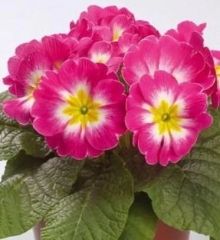 img-1: Примула Данова Биколор Роуз энд Вайт [1000 шт] - ООО «Семена Тут»