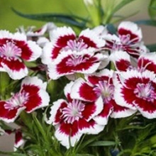 Гвоздика турецкая Диабунда Ред Пикоти [250 драже] - ООО «Семена Тут»