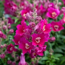 Львиный зев Антиквити Парпл [1000 шт] - ООО «Семена Тут»