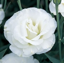 Эустома Арена 2 Килиманджаро [100 драже] - ООО «Семена Тут»