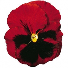 Виола крупноцветковая Колоссус Ред виз Блотч [100 шт] - ООО «Семена Тут»