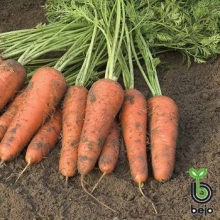 Морковь Белградо F1 (фракция: 1,8-2,0 мм) - ООО «Семена Тут»