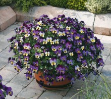 img-1: Виола рогатая Эндурио F1 Блю Еллоу виз Пурпл Винг [1000 шт] - ООО «Семена Тут»