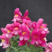 img-1: Львиный зев Флорал Шауэрс Лилак  [1000 шт] - ООО «Семена Тут»